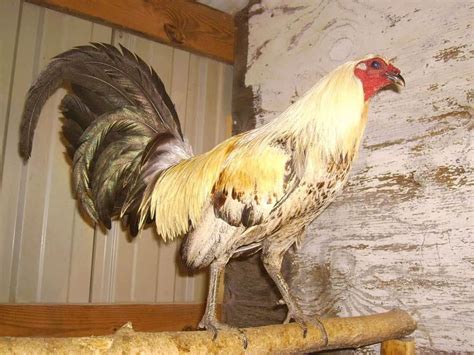 conditioning program gamefowl